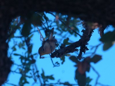 53neal's 005yellowthroatedvireo.jpg