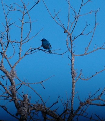 53neal's 010indigobunting.jpg