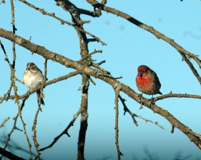 53neal's 013claycoloredHousefinch.jpg
