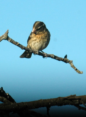 53neal's 021blackheadedgrosbeak.jpg