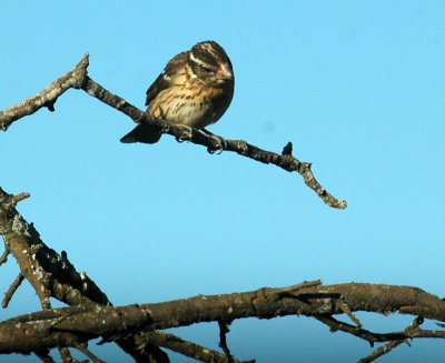 53neal's 023blackheadedgrosbeak.jpg