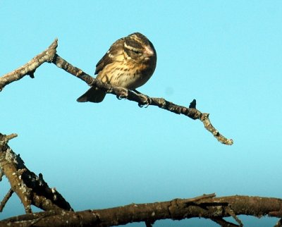 53neal's 024blackheadedgrosbeak.jpg