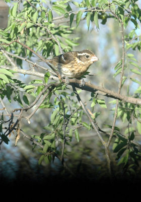 53neal's 032blackheadedgrosbeak.jpg