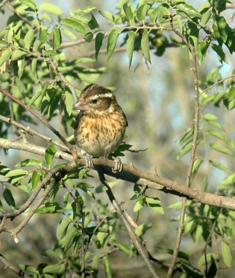 53neal's 035blackheadedgrosbeak.jpg