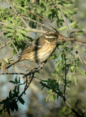 53neal's 037blackheadedgrosbeak.jpg