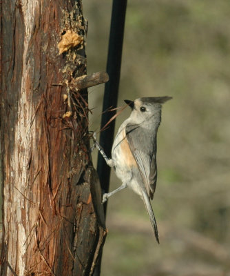 53neal's 044blackcrestedtitmouse.jpg