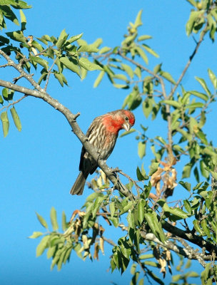 53neal's 048housefinch.jpg