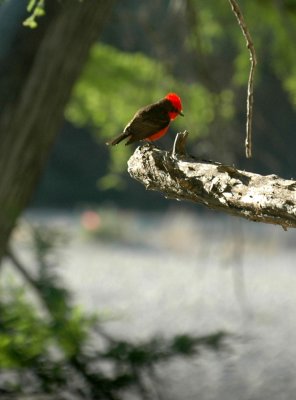 53neal's 053vermilionflycatcher.jpg