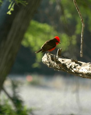 53neal's 056vermilionflycatcher.jpg