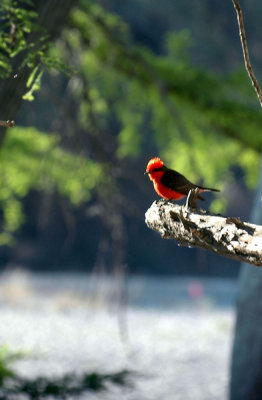 53neal's 057vermilionflycatcher.jpg