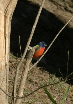 53neal's 064paintedbunting.jpg