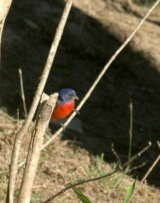 53neal's 065paintedbunting.jpg