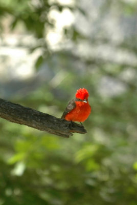 53neal's 068vermilionflycatcher.jpg