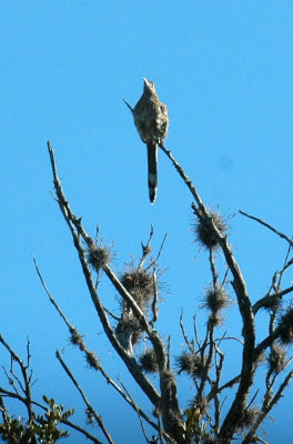 53neal's 075roadrunnercuckoo.jpg