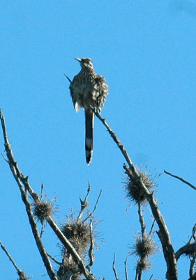 53neal's 077greaterroadrunner.jpg