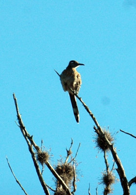 53neal's 082greaterroadrunner.jpg