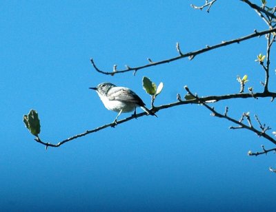 53neal's 109bluegraygnatcatcher.jpg