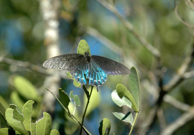 53neal's 114pipevineswallowtail.jpg