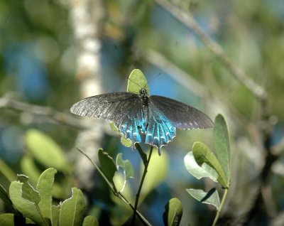 53neal's 115pipevineswallowtail.jpg