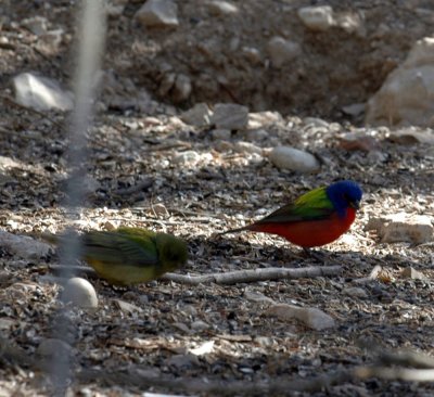 53neal's 119paintedbuntings.jpg