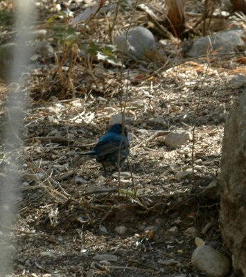 53neal's 122indigobunting.jpg