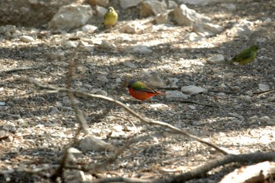 53neal's 131paintedbuntings.jpg