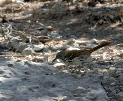 53neal's 132longbilledthrasher.jpg