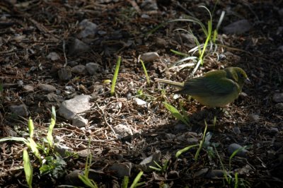 53neal's 140paintedbunting.jpg