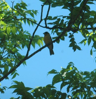 53neal's 203yellowgrosbeak.jpg