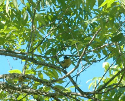 53neal's 205yellowgrosbeak with black head.jpg