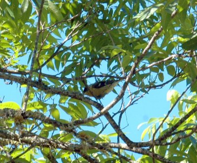 53neal's 206blackheadedgrosbeak.jpg