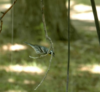 53neal's 222yellowthroatedwarbler.jpg