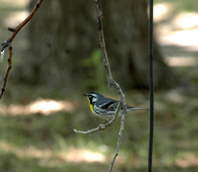 53neal's 224yellowthroatedwarbler.jpg