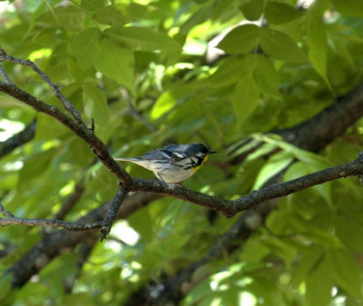 53neal's 235yellowthroatedwarbler.jpg