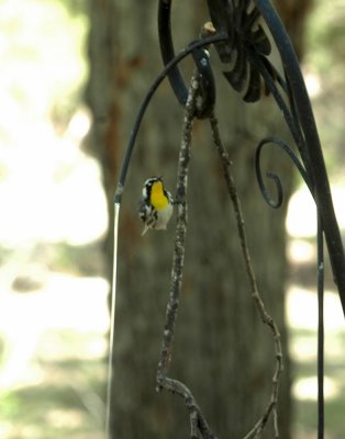 53neal's 239yellowthroatedwarbler.jpg