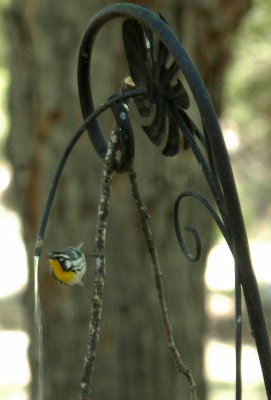 53neal's 240yellowthroatedwarbler.jpg