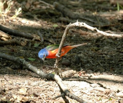 53neal's 247paintedbunting.jpg