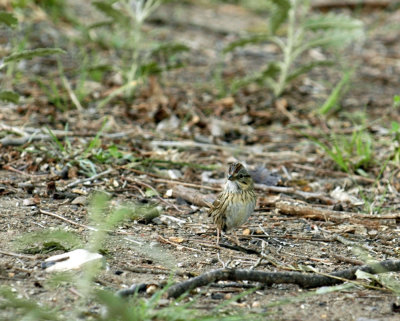 54Neal's 024lincolnSparrow.jpg