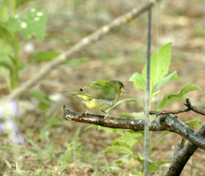 54Neal's 027paintedbunting.jpg