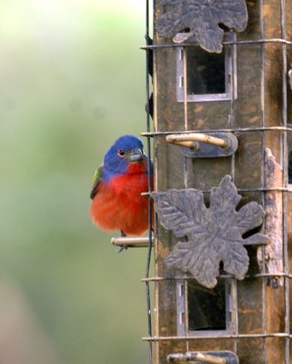 54Neal's 046paintedBuntings.jpg