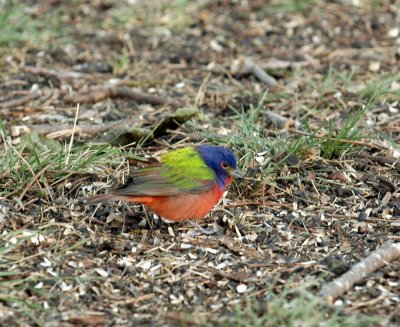 54Neal's 058paintedbunting.jpg