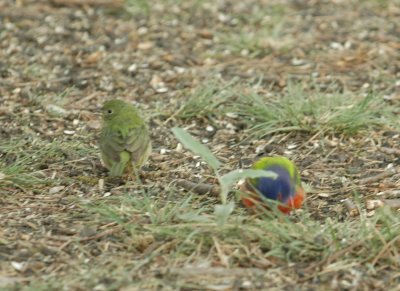 54Neals 063paintedbuntings.jpg