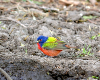 54Neal's 082paintedBunting.jpg