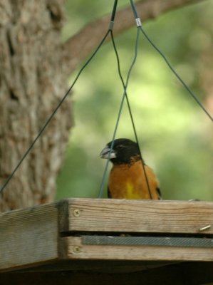 54Neal's 090blackheadedgrosbeak.jpg