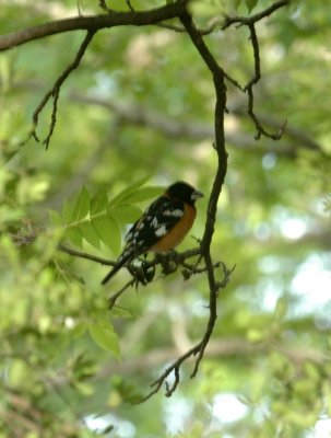 54Neal's 093blackheadedgrosbeak.jpg