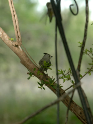 54Neal's 100blackcrestedtitmouse warbler tree.jpg