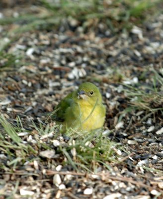 54Neal's 112paintedbunting.jpg