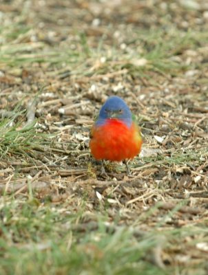 54Neal's 113paintedbunting.jpg