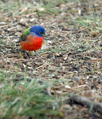 54Neal's 114paintedBunting.jpg