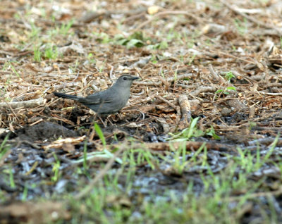 54Neal's 119GrayCatbird.jpg